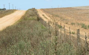 Onder- én oordosering veroorsaak onkruidweerstand