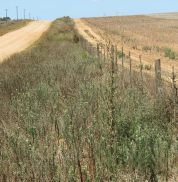 Onder- én oordosering veroorsaak onkruidweerstand