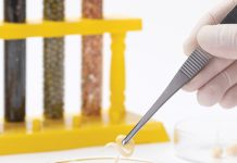 Driving the future of agriculture: why SA needs genome editing