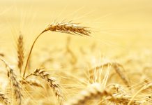 WINTERGRANE: vooruitsigte vir die 2025/2026-seisoen