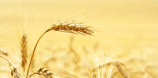 WINTERGRANE: vooruitsigte vir die 2025/2026-seisoen