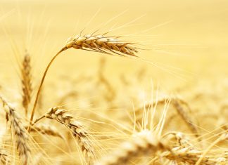 WINTERGRANE: vooruitsigte vir die 2025/2026-seisoen