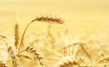 WINTERGRANE: vooruitsigte vir die 2025/2026-seisoen