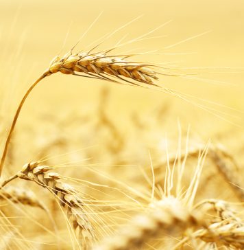 WINTERGRANE: vooruitsigte vir die 2025/2026-seisoen