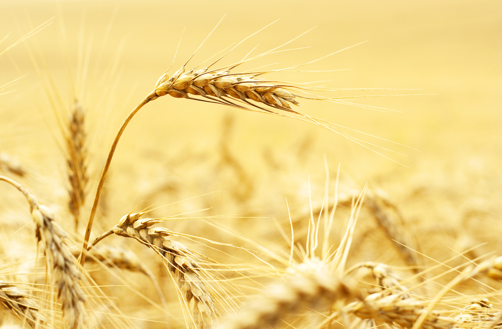 WINTERGRANE: vooruitsigte vir die 2025/2026-seisoen