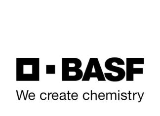 “Staygreen”: Die wetenskap agter mielies wat langer groen bly