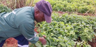 Cultivar choice and fertilization CAN IMPROVE YIELD