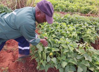 Cultivar choice and fertilization CAN IMPROVE YIELD