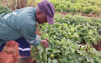 Cultivar choice and fertilization CAN IMPROVE YIELD