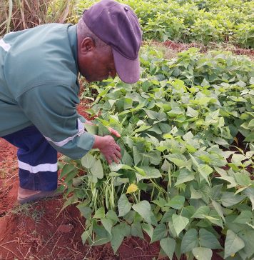 Cultivar choice and fertilization CAN IMPROVE YIELD