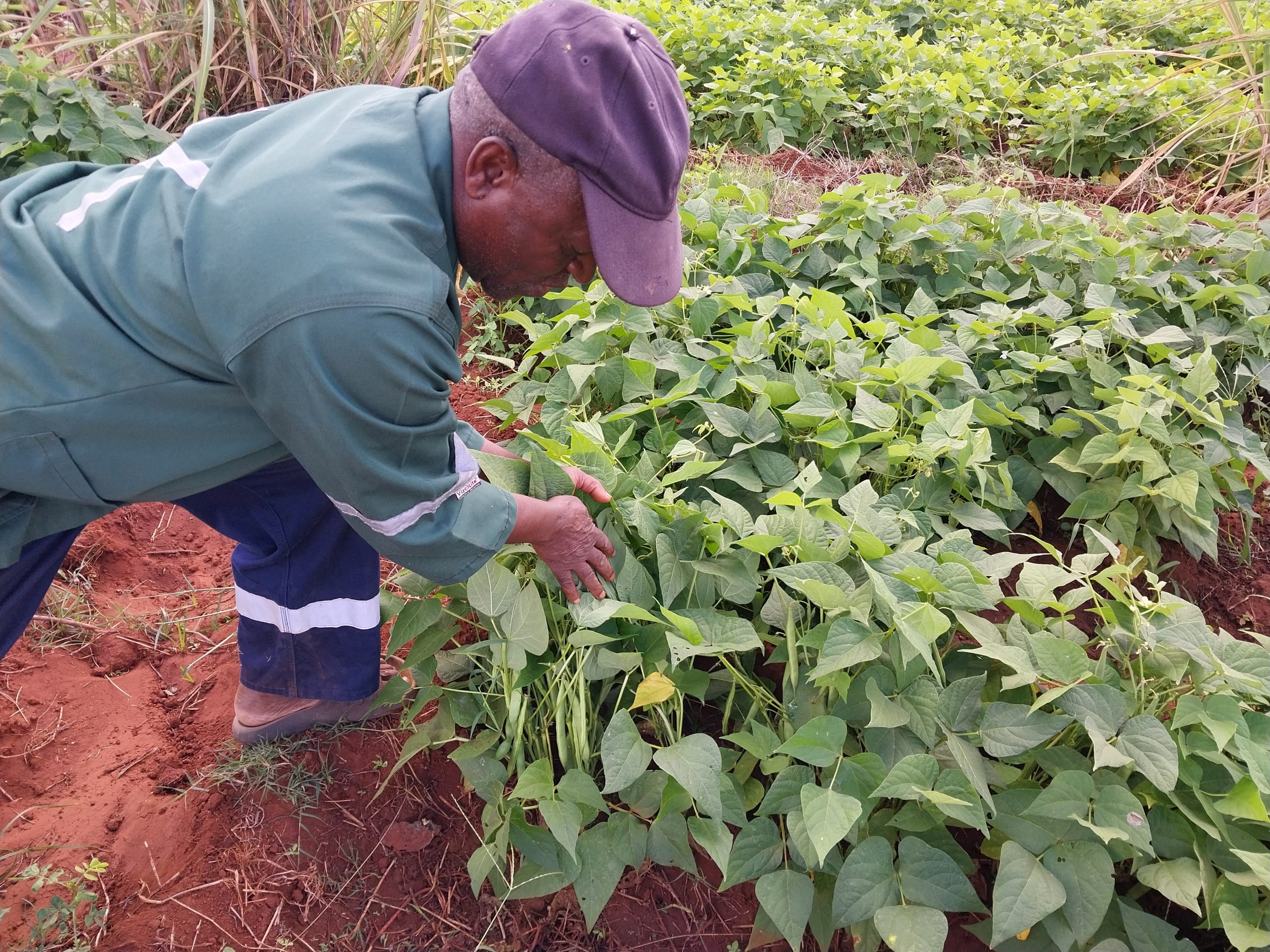 Cultivar choice and fertilization CAN IMPROVE YIELD SA Grain