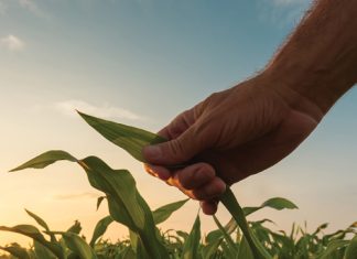Nuwe rekords verhoog die opbrengsplafon