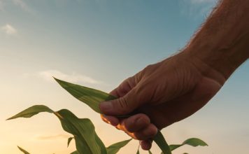 Nuwe rekords verhoog die opbrengsplafon