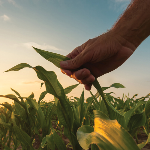 Nuwe rekords  verhoog die opbrengsplafon