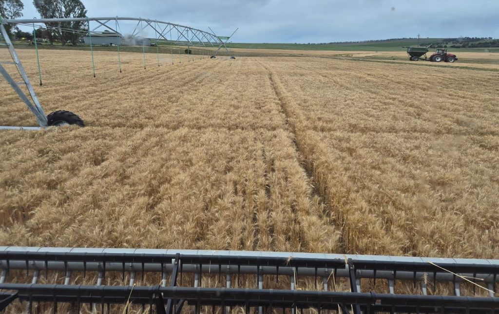 Konserwatiewe benadering werk vir Reitz-produsent