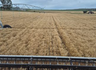 Konserwatiewe benadering werk vir Reitz-produsent