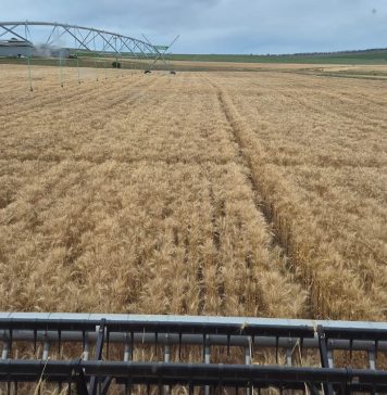 Konserwatiewe benadering werk vir Reitz-produsent