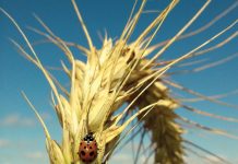 DRIVING PROGRESS: how SACTA engages with SA’s winter cereal industries