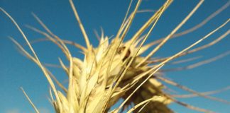 DRIVING PROGRESS: how SACTA engages with SA’s winter cereal industries