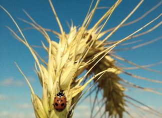 DRIVING PROGRESS: how SACTA engages with SA’s winter cereal industries