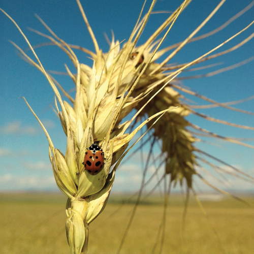 DRIVING PROGRESS: how SACTA engages with SA’s winter cereal industries