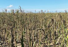 OUTLOOK ON GOSS’S WILT FOR THE SEASON – where are we now?