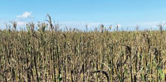 OUTLOOK ON GOSS’S WILT FOR THE SEASON – where are we now?