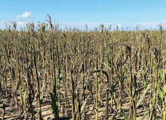 OUTLOOK ON GOSS’S WILT FOR THE SEASON – where are we now?