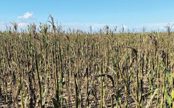 OUTLOOK ON GOSS’S WILT FOR THE SEASON – where are we now?