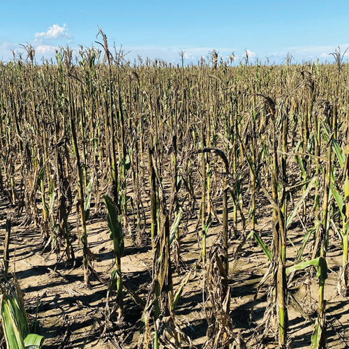 OUTLOOK ON GOSS’S WILT FOR THE SEASON – where are we now?