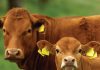 Traceability: why every livestock producer should get involved