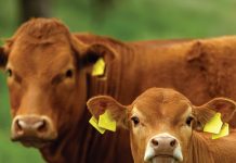 Traceability: why every livestock producer should get involved