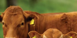 Traceability: why every livestock producer should get involved