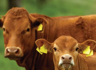 Traceability: why every livestock producer should get involved