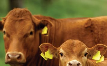 Traceability: why every livestock producer should get involved