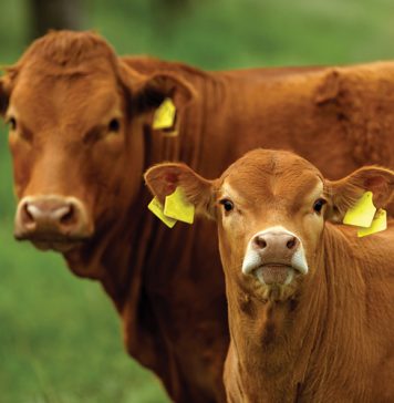Traceability: why every livestock producer should get involved