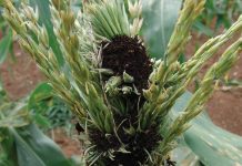 WHY COB AND TASSEL SMUT still matters in maize farming