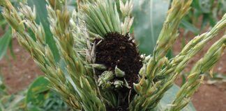 WHY COB AND TASSEL SMUT still matters in maize farming