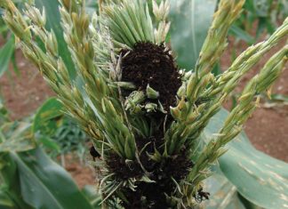 WHY COB AND TASSEL SMUT still matters in maize farming