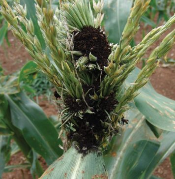 WHY COB AND TASSEL SMUT still matters in maize farming