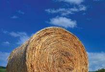 BESTUUR EN BEMESTING van aangeplante weidings