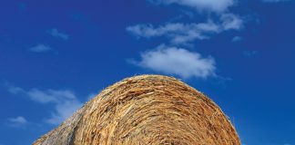 BESTUUR EN BEMESTING van aangeplante weidings