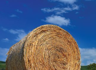 BESTUUR EN BEMESTING van aangeplante weidings