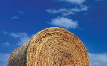 BESTUUR EN BEMESTING van aangeplante weidings