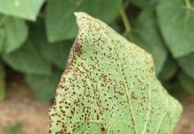 Soybean and sunflower disease surveillance for 2024/2025 season