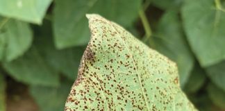 Soybean and sunflower disease surveillance for 2024/2025 season