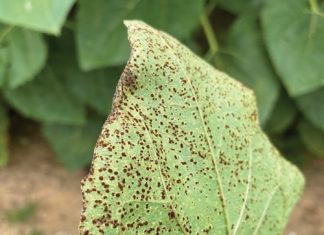 Soybean and sunflower disease surveillance for 2024/2025 season