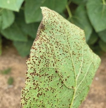 Soybean and sunflower disease surveillance for 2024/2025 season