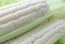 SOMERGRANE: moontlike scenario’s vir 2026