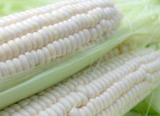 SOMERGRANE: moontlike scenario’s vir 2026